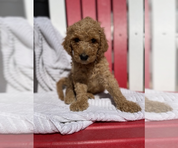 Medium Photo #1 Goldendoodle Puppy For Sale in RHINE, GA, USA