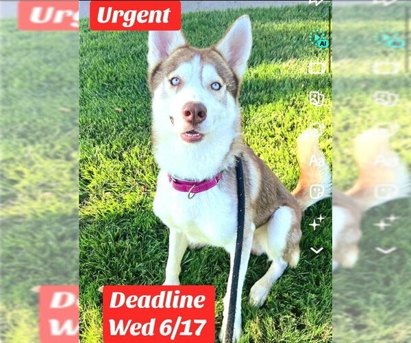 Medium Photo #3 Siberian Husky Puppy For Sale in Sacramento, CA, USA