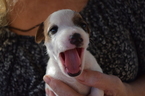 Puppy 5 Jack Russell Terrier
