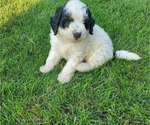Small #16 Miniature Bernedoodle