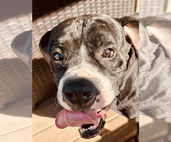 Medium Photo #6 Boxer Puppy For Sale in Burnsville, MN, USA