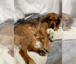 Small #6 Cocker Spaniel Mix