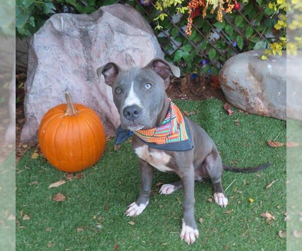 Medium Photo #2 American Pit Bull Terrier-Unknown Mix Puppy For Sale in Oklahoma City, OK, USA