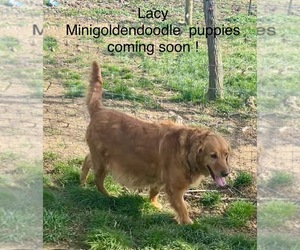 Mother of the Goldendoodle (Miniature) puppies born on 05/09/2025