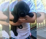 Small Photo #1 Labrador Retriever Puppy For Sale in SUTTER CREEK, CA, USA