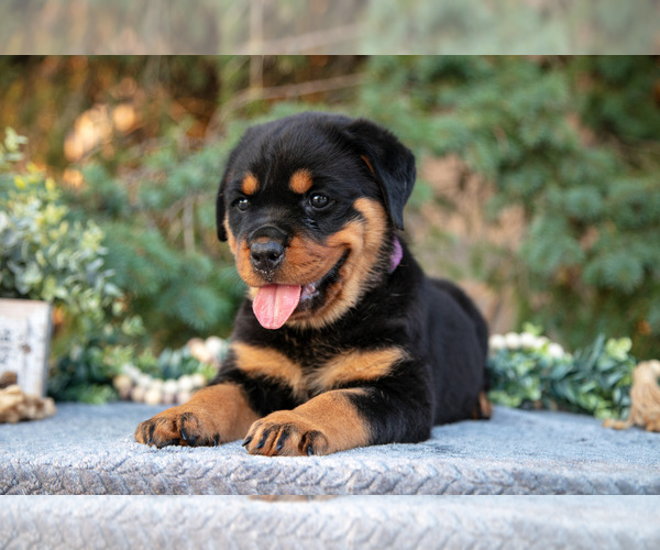 Medium Photo #2 Rottweiler Puppy For Sale in MILLERSBURG, IN, USA