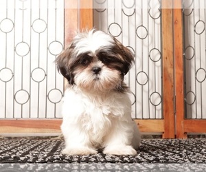 Shih Tzu Puppy for sale in NAPLES, FL, USA