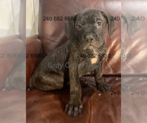 Medium Photo #3 Cane Corso Puppy For Sale in DENTSVILLE, MD, USA