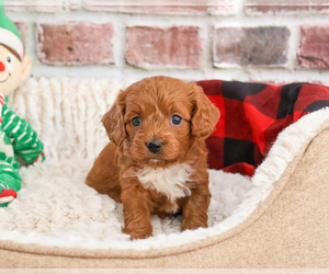 Cavapoo (Miniature) Puppy for sale in SYRACUSE, IN, USA