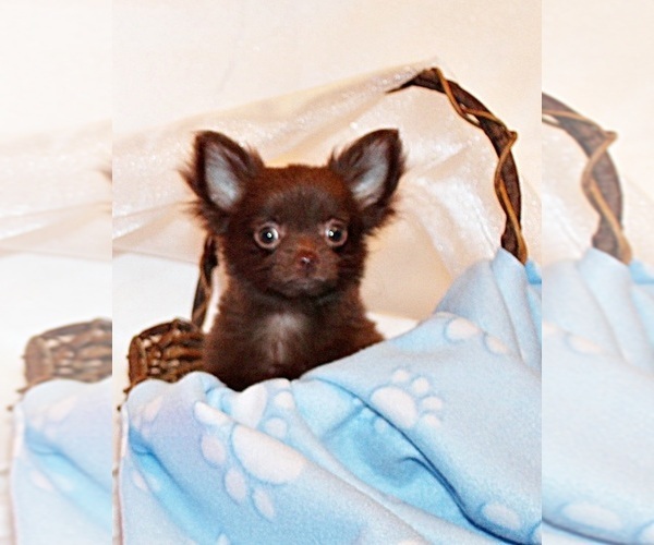 Medium Photo #13 Chihuahua Puppy For Sale in CHARLESTON, AR, USA