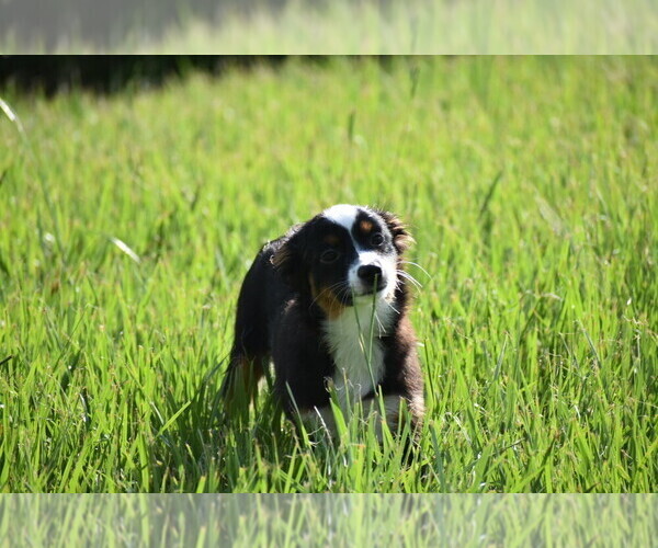 Medium Photo #8 Miniature Australian Shepherd Puppy For Sale in PALM COAST, FL, USA