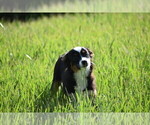 Small #7 Miniature Australian Shepherd