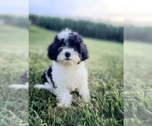 Cavapoo (Miniature) Puppy for Sale in WEST SALEM, Ohio USA