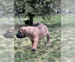 Small #2 Boerboel
