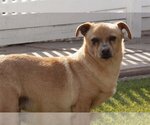 Small Photo #5 Dachshund-Unknown Mix Puppy For Sale in La Verne, CA, USA