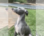 Small Photo #58 Italian Greyhound Puppy For Sale in SAINT GEORGE, UT, USA