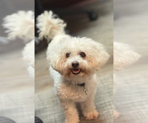 Medium Photo #1 Bichon Frise Puppy For Sale in Mission Viejo, CA, USA