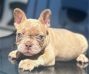 French Bulldog Puppy for sale in KANSAS CITY, MO, USA