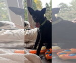 Small #3 Jack Russell Terrier-Labrador Retriever Mix