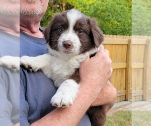 Australian Shepherd Puppy for sale in HARTSVILLE, SC, USA