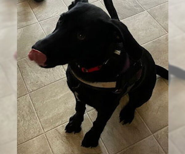 Medium Photo #6 Sheprador Puppy For Sale in Laramie, WY, USA