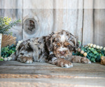 Small #2 Cocker Spaniel