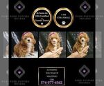 Puppy Sunshine F1B Maltipoo