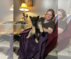 German Shepherd Dog Puppy for sale in SEVIERVILLE, TN, USA
