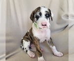 Puppy Quin Daniff