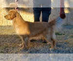 Small Photo #1 Golden Retriever Puppy For Sale in LITTLEROCK, CA, USA