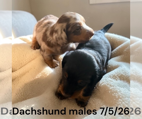 Medium Photo #1 Dachshund Puppy For Sale in MONTPELIER, OH, USA