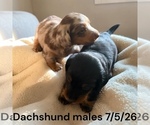 Image preview for Ad Listing. Nickname: Litter of 2