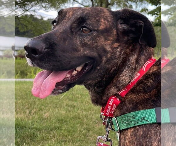 Medium Photo #11 Mutt Puppy For Sale in Canton, CT, USA