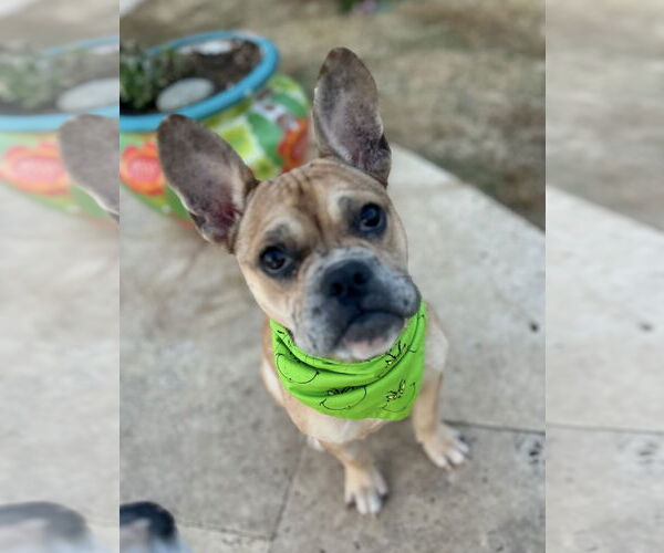 Medium Photo #3 Faux Frenchbo Bulldog Puppy For Sale in Euless, TX, USA
