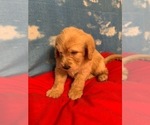 Small Photo #3 Labradoodle Puppy For Sale in RALEIGH, NC, USA