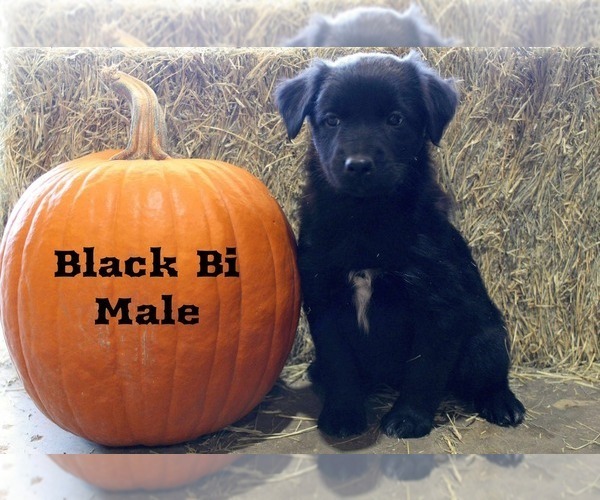 Medium Photo #2 Australian Shepherd Puppy For Sale in CLARKSVILLE, TX, USA