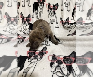 Medium Cane Corso