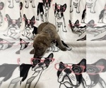 Puppy Blue Cane Corso