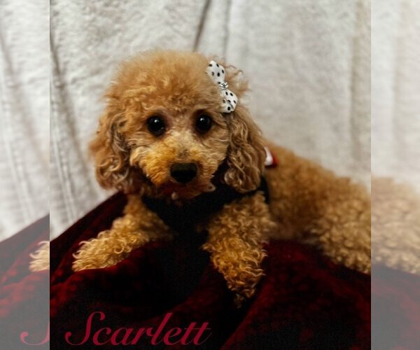 Medium Photo #2 Poodle (Miniature) Puppy For Sale in Bon Carbo, CO, USA