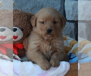 Golden Retriever Puppy for sale in FREDERICKSBURG, OH, USA