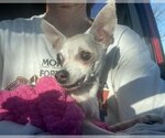 Small Photo #9 Chihuahua Puppy For Sale in Boonton, NJ, USA