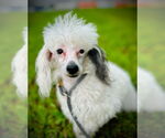 Small Poodle (Toy)