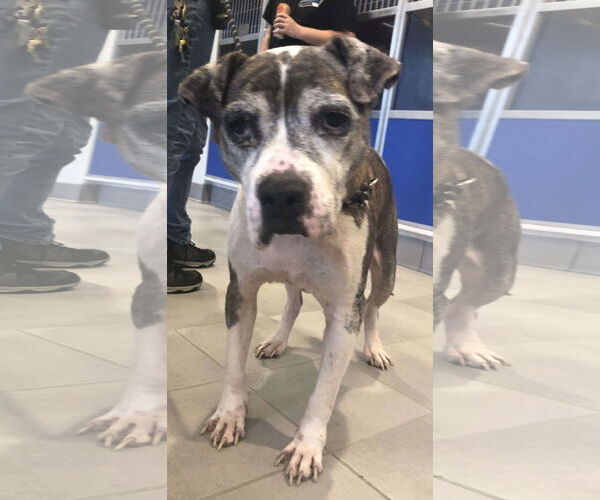 Medium Photo #17 American Pit Bull Terrier-Unknown Mix Puppy For Sale in Spotsylvania, VA, USA