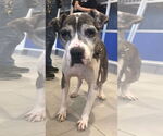 Small #16 American Pit Bull Terrier Mix