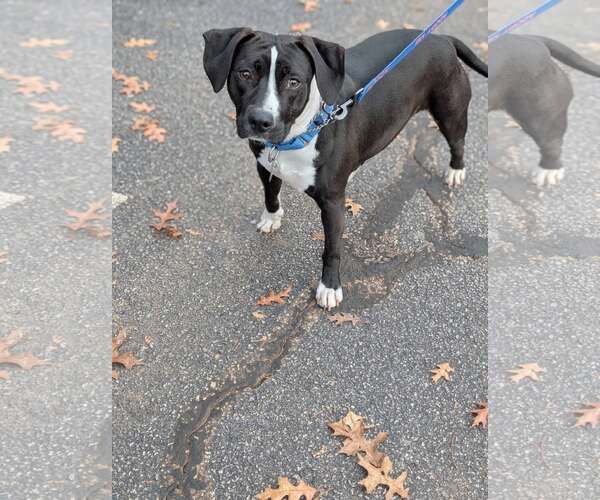 Medium Photo #3 Beagle-Unknown Mix Puppy For Sale in Holly Springs, NC, USA