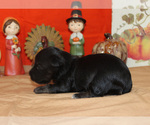 Small Photo #4 YorkiePoo Puppy For Sale in CHANUTE, KS, USA