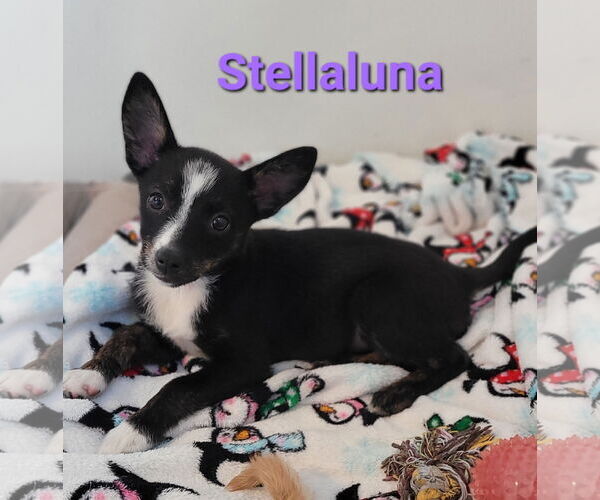 Medium Photo #4 Australian Shepherd-Rat Terrier Mix Puppy For Sale in Des Moines, IA, USA