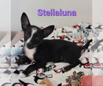 Small #3 Australian Shepherd-Rat Terrier Mix