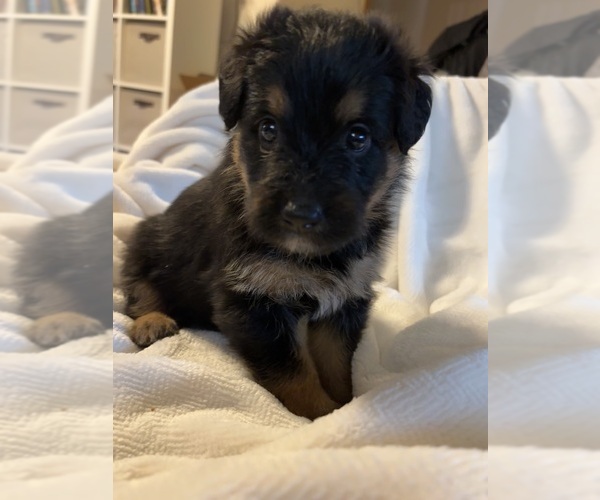 Medium Photo #8 Bernedoodle-German Shepherd Dog Mix Puppy For Sale in WOODLAND, WA, USA