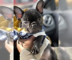 Small Photo #18 French Bulldog Puppy For Sale in SAN LEANDRO, CA, USA
